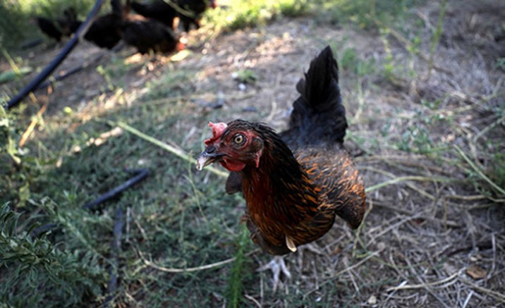 Bulgaristan'da kuş gribi vakalarında korkutan artış