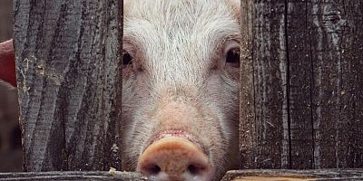 Bilim insanları uyardı: Ölümcül süper bakteri domuzlardan insanlara geçebilir