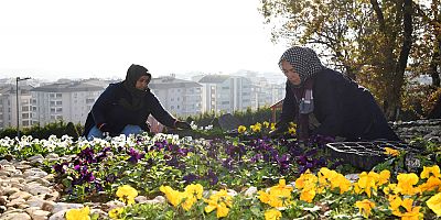 300 bin kış çiçeği toprakla buluşuyor